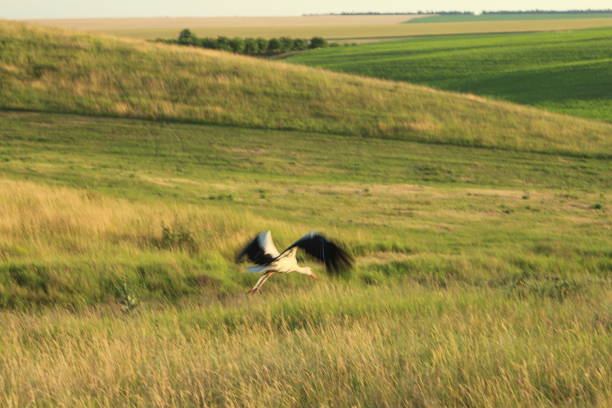 One adult stork flying with outstretched wings high up in the sky, front view