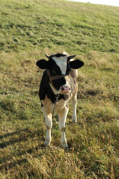 istock A cow standing in a field 2156382815