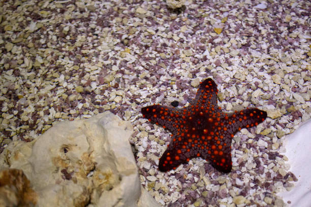 Sea star in reef tank