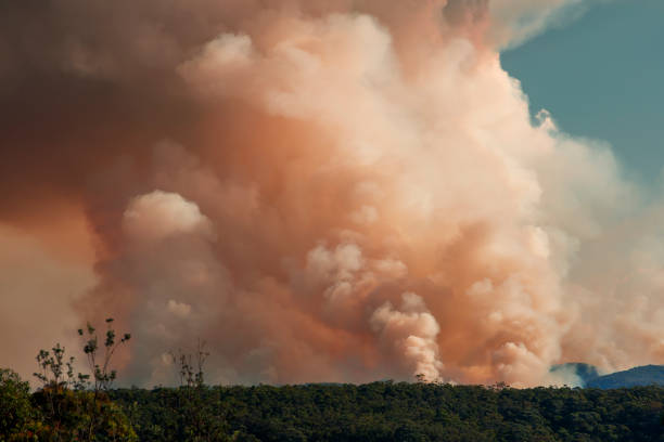 istock Controlled hazard reduction burning of trees and bushland in the Blue Mountains 2156382995
