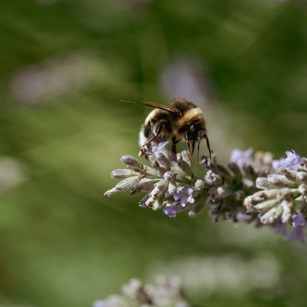 istock Close-up of a bumblebee on a lavender flower 2156383032