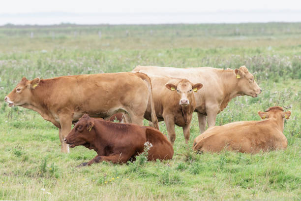 istock a small group of young cattle on a pasture 2156383072