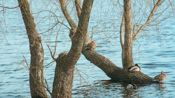 Wild ducks, drake, bird, wild bird, small bird, duck on the lake, leader, summer, vacation, season, travel, pond, park, recreation area, relax, nature