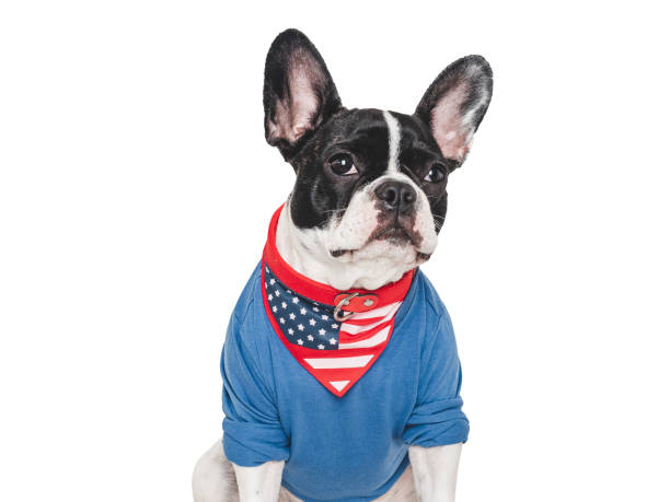 istock Cute puppy and T-shirt with an American Flag pattern 2156384397