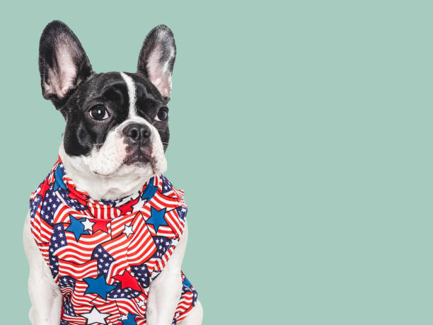 istock Cute puppy and T-shirt with an American Flag pattern 2156384405