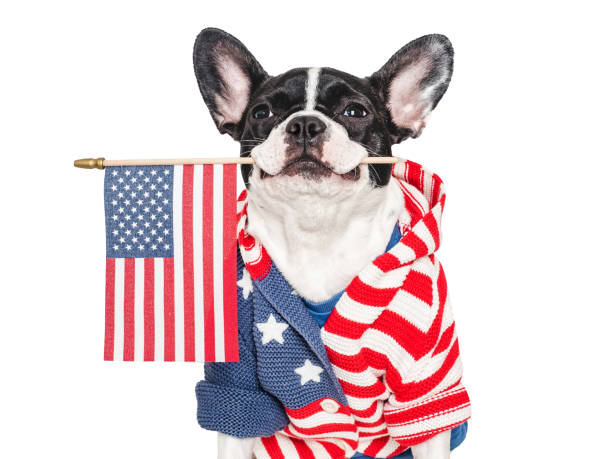 istock Cute puppy and American Flag. Studio shot 2156384453