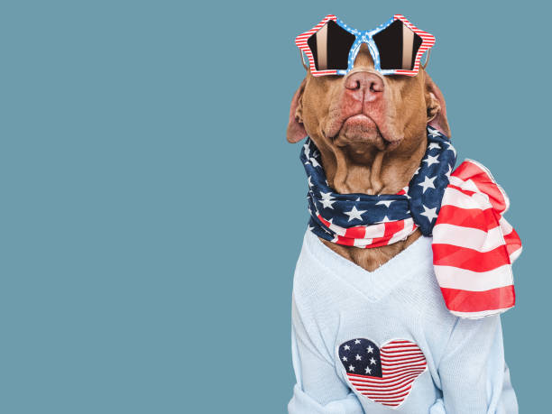 istock Cute dog and American Flag. Studio shot 2156384460