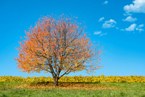 istock Colorful autumn tree on green grass 2156384627
