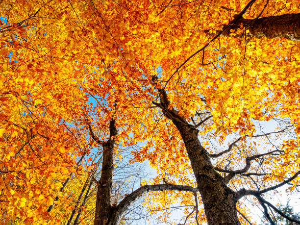 istock Golden leaves treetop autumn tree 2156384628