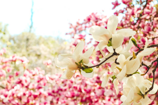 White magnolia flower close-up in botanical garden