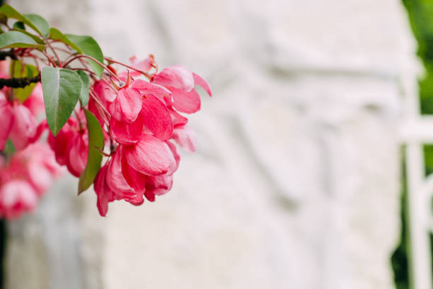 Blooming pink apple tree close-up, floral background