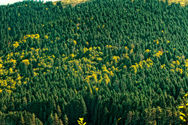 Beautiful landscape of mountain range forest