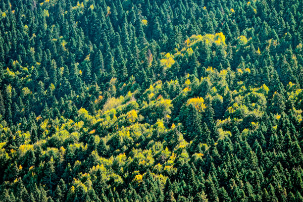 Landscape from Abant National Park,Turkey