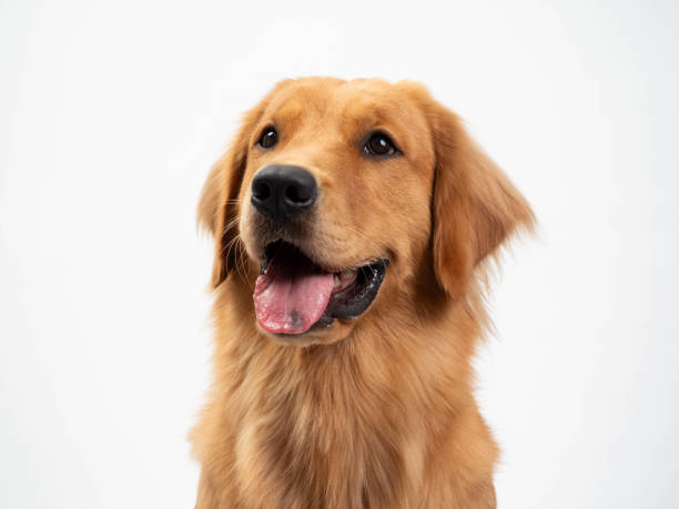 istock A Golden Retriever smile 2156385922