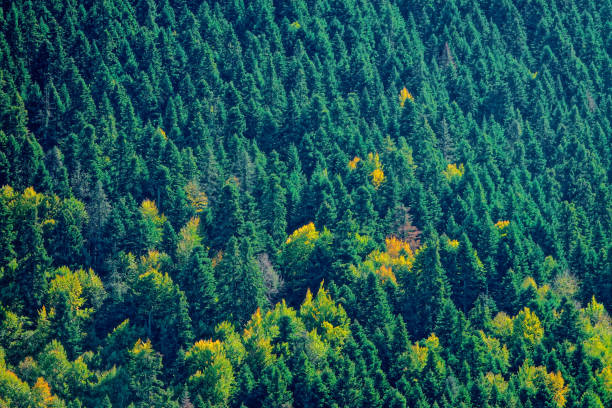 Landscape from Abant National Park,Turkey