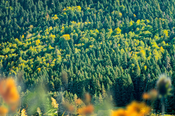 Landscape from Abant National Park,Turkey