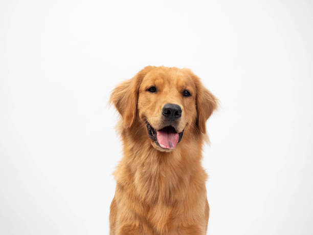 A Golden Retriever sit and smile