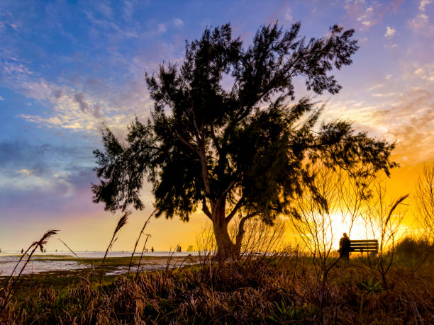 Close up dramatic landscape with single tree during sunset in Siesta Key Sarasota, Florida