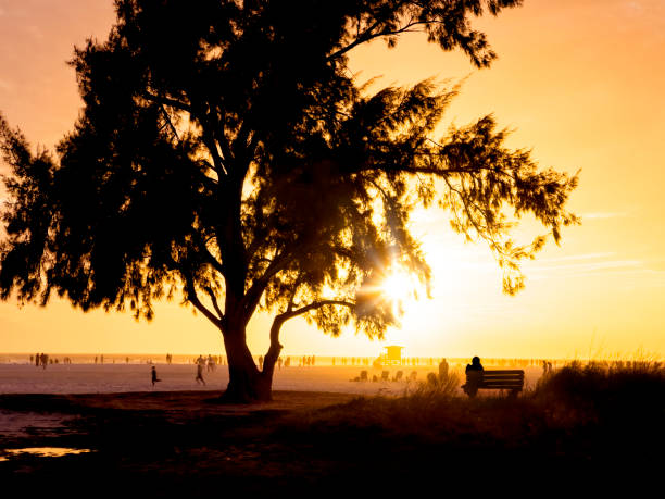 istock Tropical beach with large single tree and people during sunset 2156387047