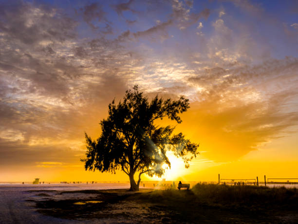 Tropical beach with large single tree and people during sunset