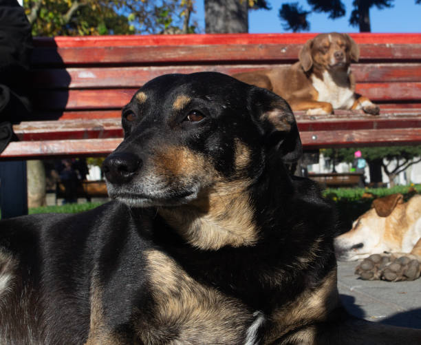 istock a stray dog sleeping on the street 2156387079
