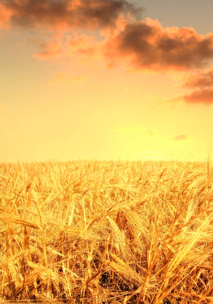 Shiny wheat field
