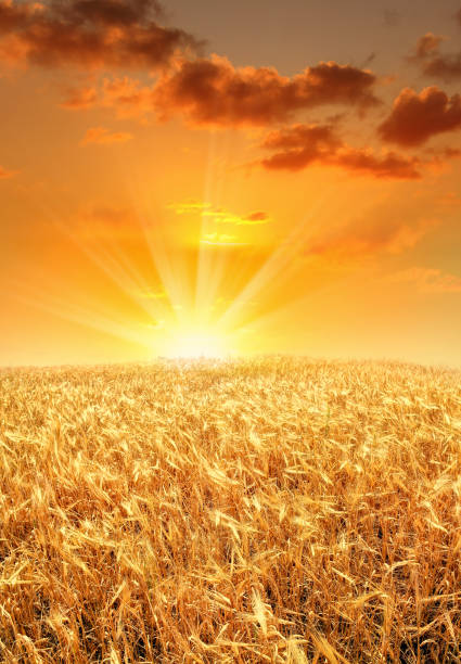 istock Shiny wheat field during orange color sunrise sky 2156387196