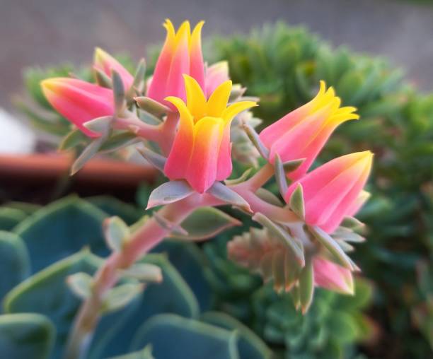 istock Succulent plant with pink flowers 2156387572