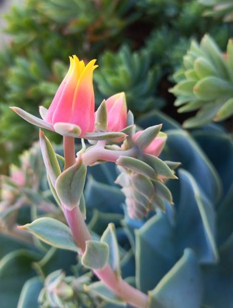 istock Succulent plant with pink flowers 2156387621