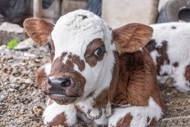 A newborn calf that could not stand