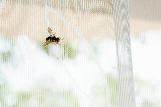 istock Bee and mesh: a contrast of shapes 2156389329