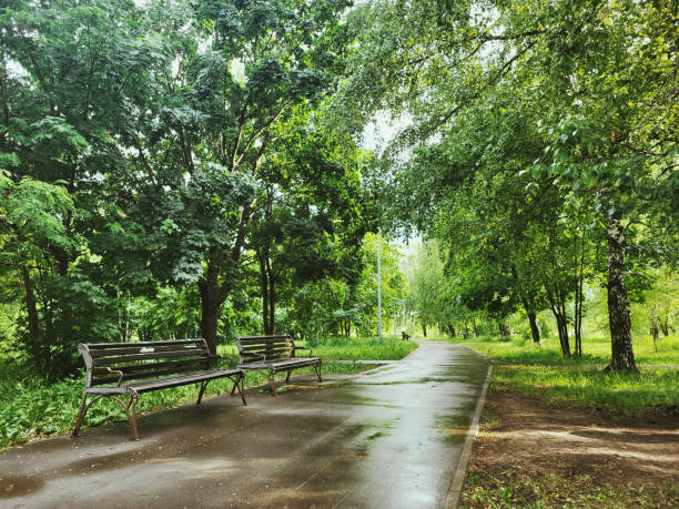 Park alley paved path after rain