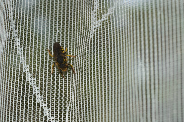 istock Closeup of bee in crisscross texture 2156389455