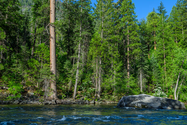 Springtime view of Yosemite's Merced River with dogwood tree blossoms in bloom.Taken in Yosemite National Park, California, USA