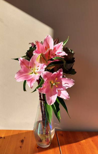 Bright & Delicate Bouquet of Pink Easter Lilies, Light Yellow Stock Spray Flowers & Large Flat-Leaf Eucalyptus Leaves in Bright Natural Light with a fresh clean White Background.