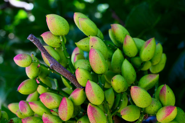 Pistachios in shell on black background
