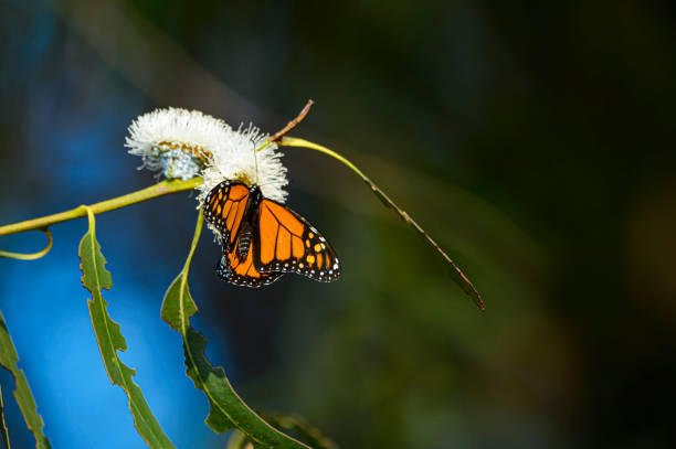 Monarch butterfly (Danaus plexippus) resting on a tree branch, in their winter nesting area.Taken in Santa Cruz, California, USA