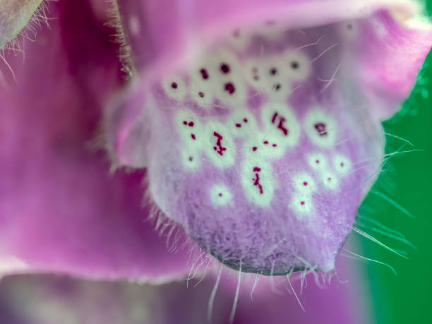 Macro view of Digitalis purpurea flower