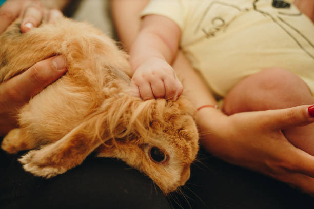 Shot of a rabbit sitting on hands.