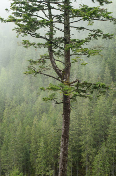 istock conifer in the fog, Christmas tree, pine, cedar, forest 2156394652