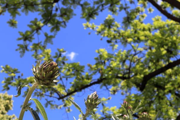 Artichokes plant closeup. High quality photo