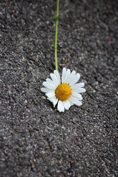 istock A fallen ox-eye daisy flower lying on the asphalt 2156397187