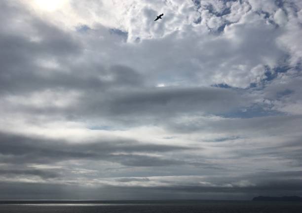 A small bird in flight in a cloudy coastal Oregon sky.