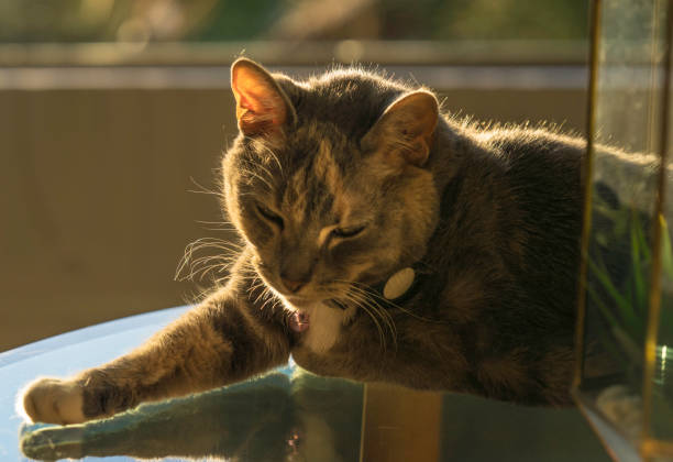 This image shows a close up view of a relaxed grey cat falling asleep on a sunny day.