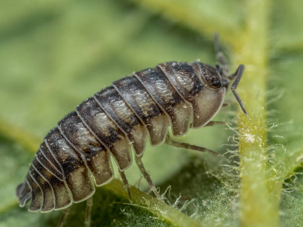 istock Nosy Pill Woodlouse on green leaf 2156400200