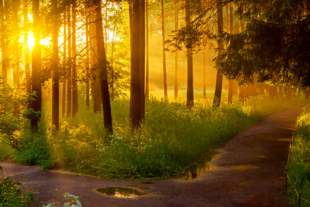 Scenic summer sunset in the park
