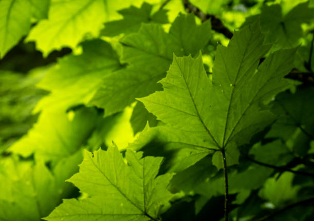 istock Backlit Leaves Grow Think In Mount Rainier 2156401074