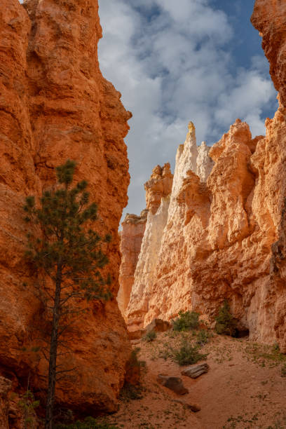 istock Base Of Glowing Hoodoos In Bryce 2156401086