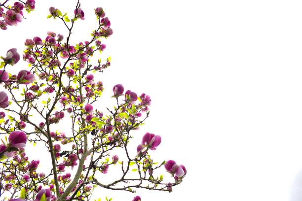 Pink magnolia flower blooming vividly on a clean, white backdrop.