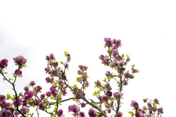 Stunning pink magnolia blossom contrasting with a bright white background.